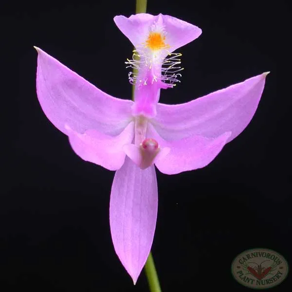 Grass Pink Orchid Seeds