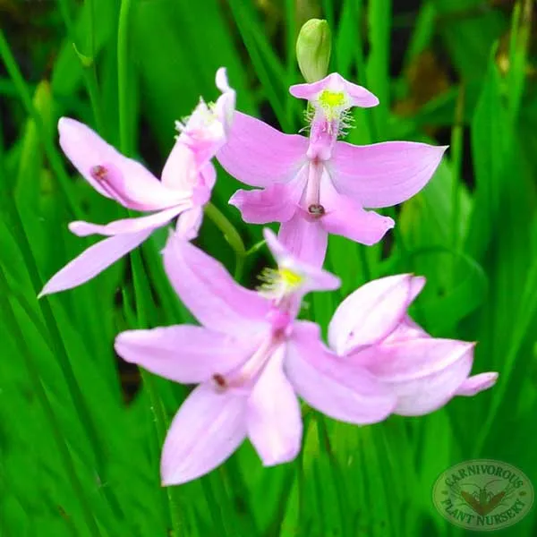 Grass Pink Orchid Seeds