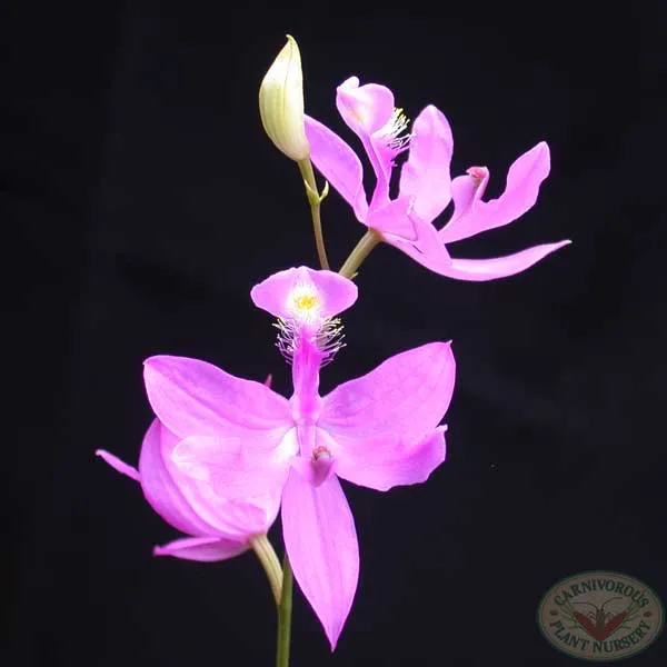 Grass Pink Orchid Seeds