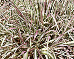 Ribbon Grass (Strawberries and Cream)