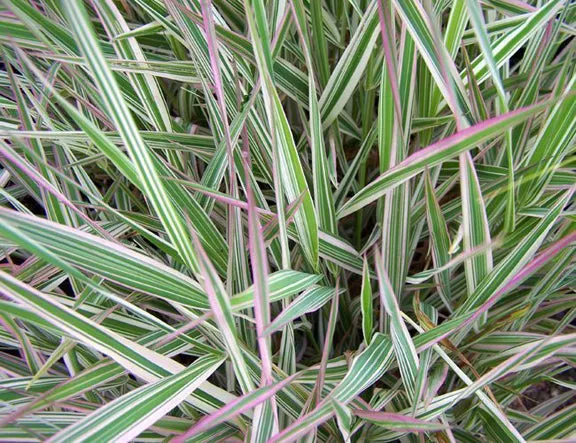 Ribbon Grass (Strawberries and Cream)